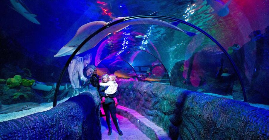 Loch Lomond: Sea Life Entrance Ticket - Building your visit plan around talks and feedings