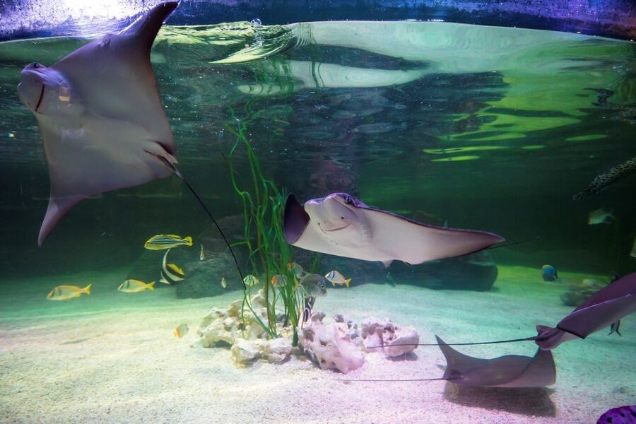 Loch Lomond: Sea Life Entrance Ticket - Lochs of Scotland exhibits and the deep loch tank