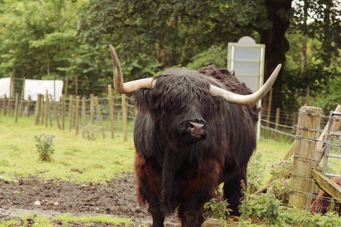 Loch Ness, Glencoe and The Scottish Highlands Tour from Edinburgh - Fort Augustus and Loch Ness, canal locks plus the cruise option