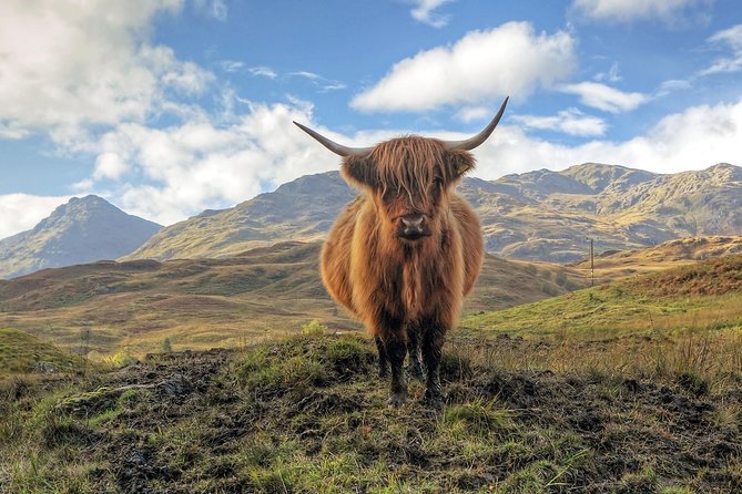 Loch Ness, Glencoe & the Highlands Guided Day Tour from Edinburgh - Urquhart Castle area: optional cruise, and why it is worth considering