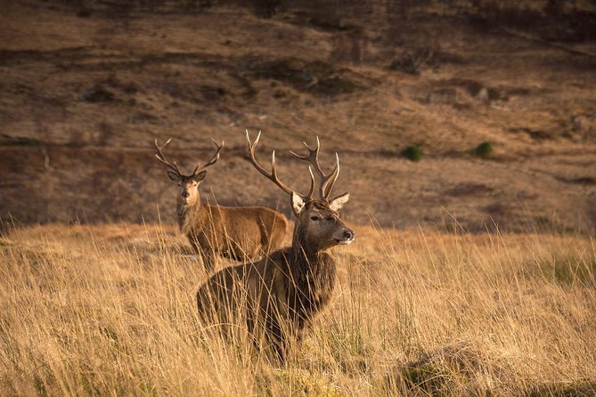 Loch Ness, Scottish Highlands, Glencoe and Pitlochry Tour - Commando Memorial and Cairngorms wildlife spotting on the return