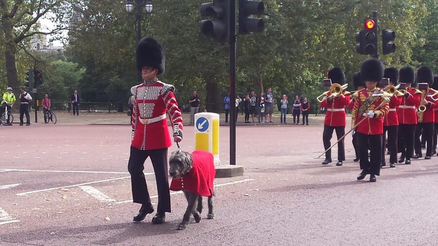 London: Changing of the Guard Walking Tour - Buckingham Palace Views: What You Will and Will Not See