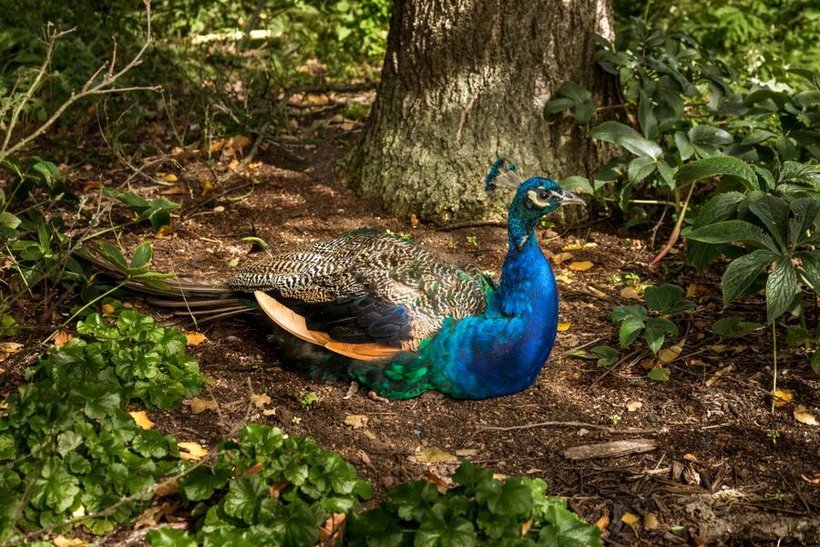 London: Kew Gardens Admission Ticket - Kew Gardens admission, what you get for your $32