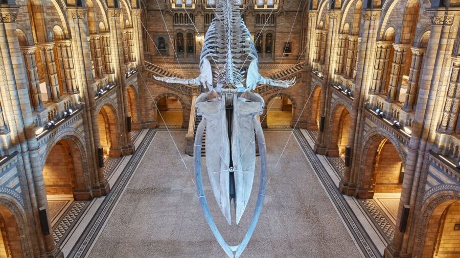 London: Natural History Museum Guided Tour - Natural History Museum, but with a guided plot