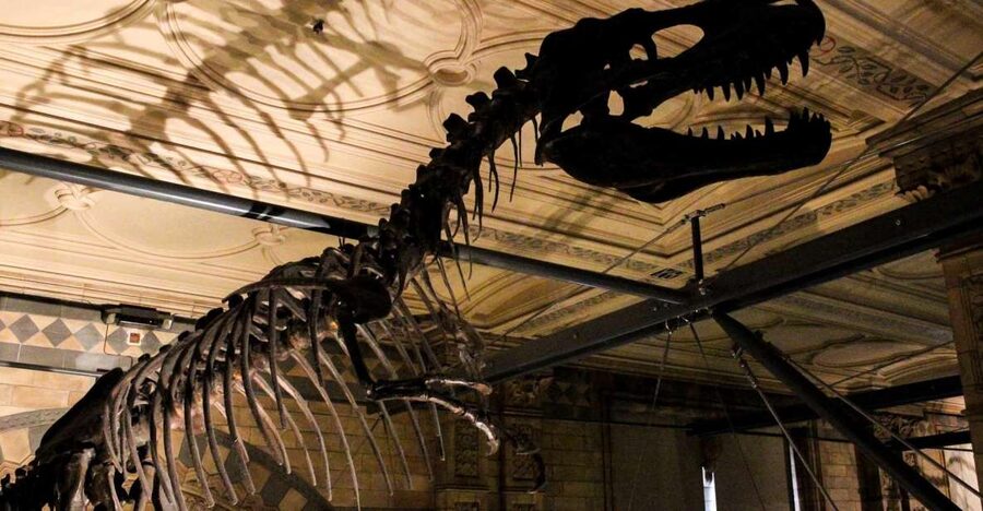 London: Natural History Museum Guided Tour - Getting close to the Dodo, and feeling the lesson behind the bones