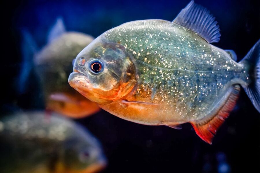 London: SEA LIFE Entry Ticket - Key Things to Know Before You Go