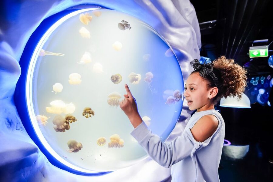 London: SEA LIFE Entry Ticket - Tropical Ocean Stops: Turtles, Seahorses, Octopus, and Zebra Sharks