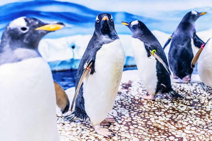 London: SEA LIFE Entry Ticket - Ice Adventure and the Gentoo Penguins: A Cold Change of Pace