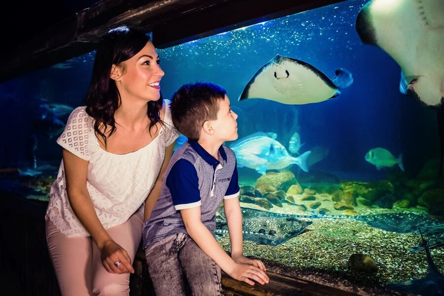 London: SEA LIFE Entry Ticket - How Long It Takes, and How to Pace It Without Missing the Best Bits