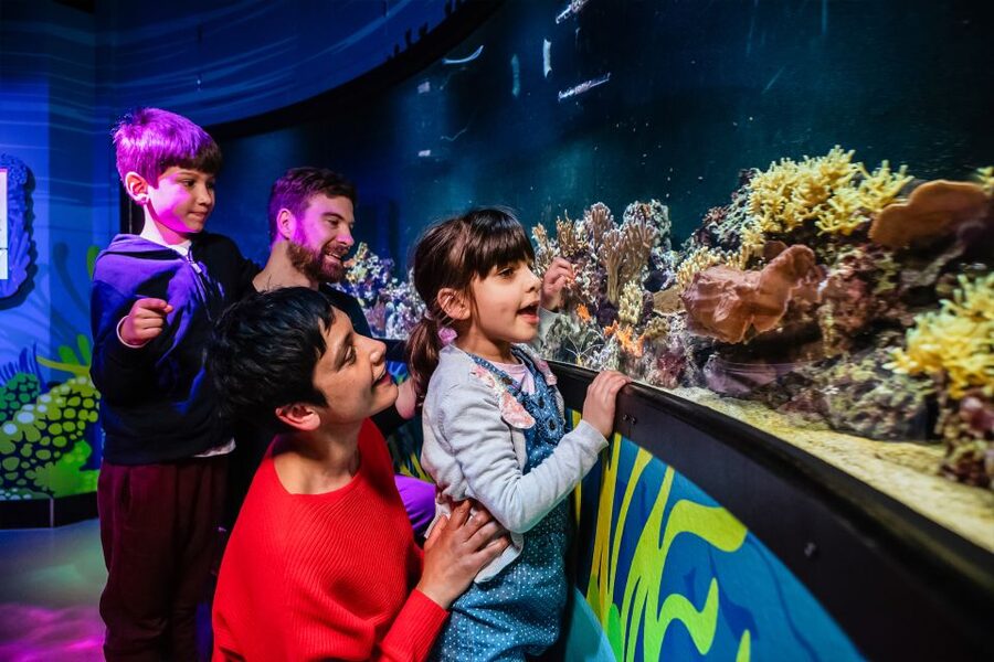London: SEA LIFE Entry Ticket - Ticket Value: Is $37 Worth It for London?