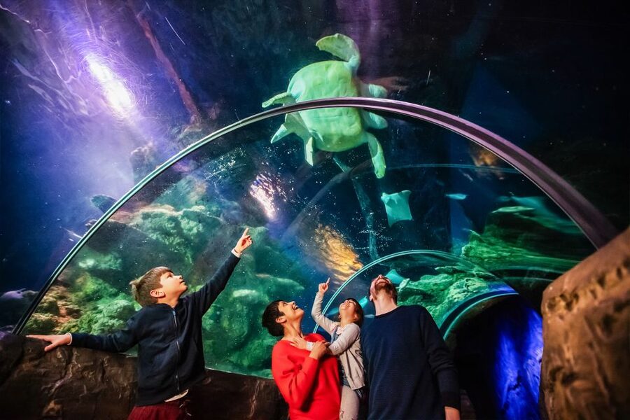 London: SEA LIFE Entry Ticket - What To Expect From Staff and On-the-Spot Learning