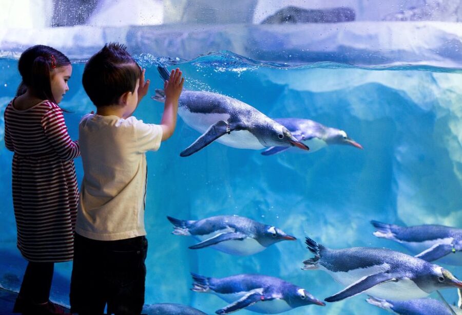London: SEA LIFE & London Eye Combo Ticket - Should You Book This SEA LIFE and London Eye Combo?