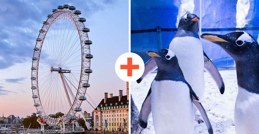 London: SEA LIFE & London Eye Combo Ticket - Who This Is Best For (And Who Might Want a Different Plan)