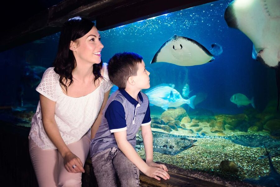 London: SEA LIFE & London Eye Combo Ticket - Small Headaches to Plan For (So Your Day Stays Fun)