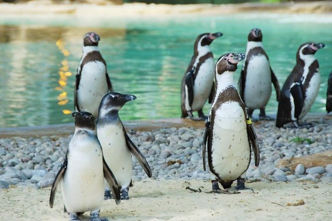 London Zoo Entry Ticket - Key highlights to look for
