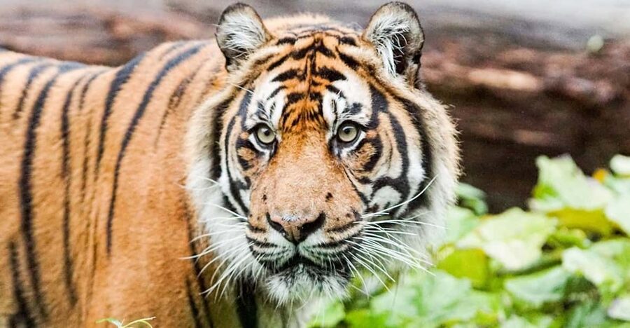 London Zoo: Entry Ticket - Price and Value: Is $41 a Smart Spend?