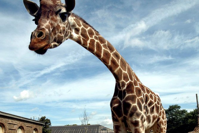 London Zoo Entry Ticket - Best time to visit and how long to plan