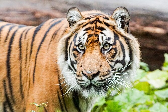 London Zoo Entry Ticket - Step Into Africa and Gorilla Kingdom: finish with variety, not just mammals