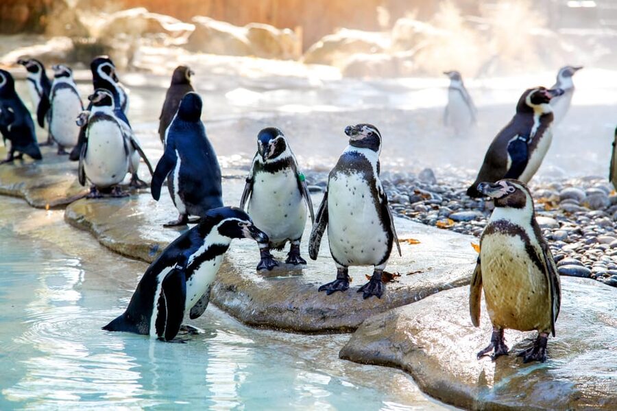 London Zoo: Entry Ticket - How Long to Plan: A Realistic 4 to 5 Hour Day