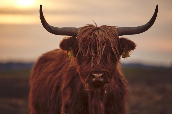 Luxury Private Tour of The Highlands & Loch Ness from Edinburgh - Glencoe and Fort William: where the views land, and the walking is optional