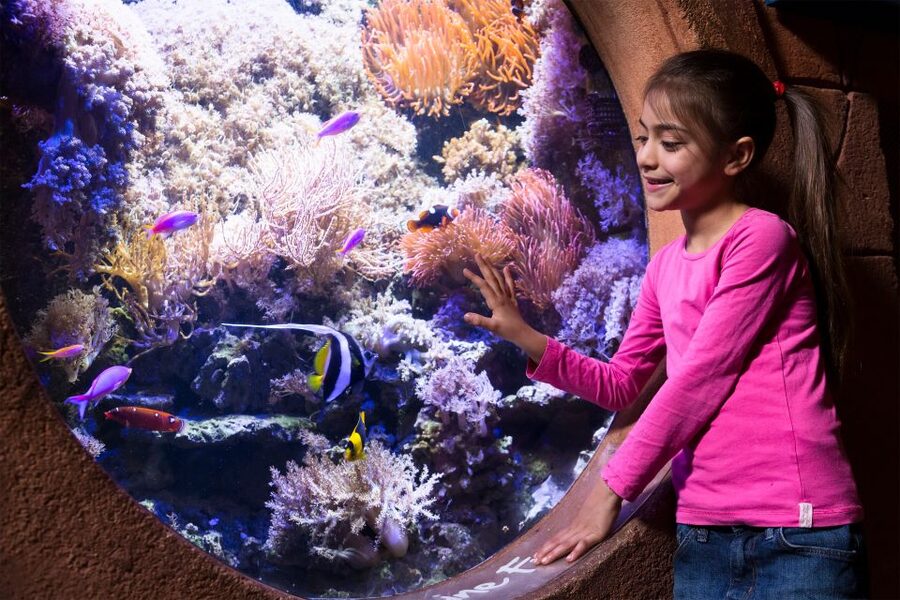Manchester: SEA LIFE Entrance Ticket - Key Highlights to Plan Around