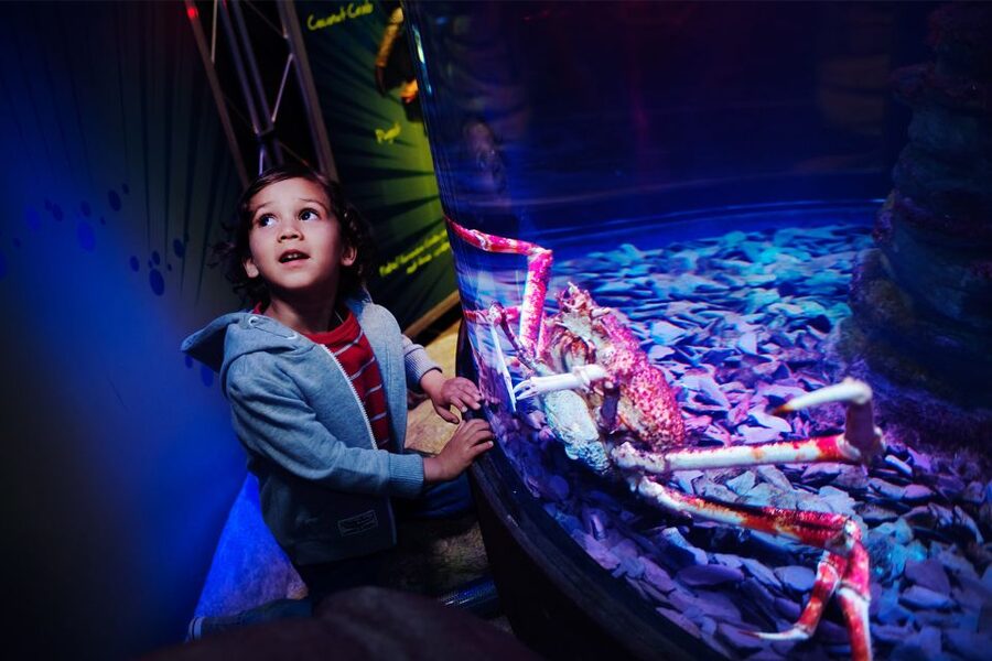 Manchester: SEA LIFE Entrance Ticket - Where SEA LIFE Manchester Fits Into a Manchester Day