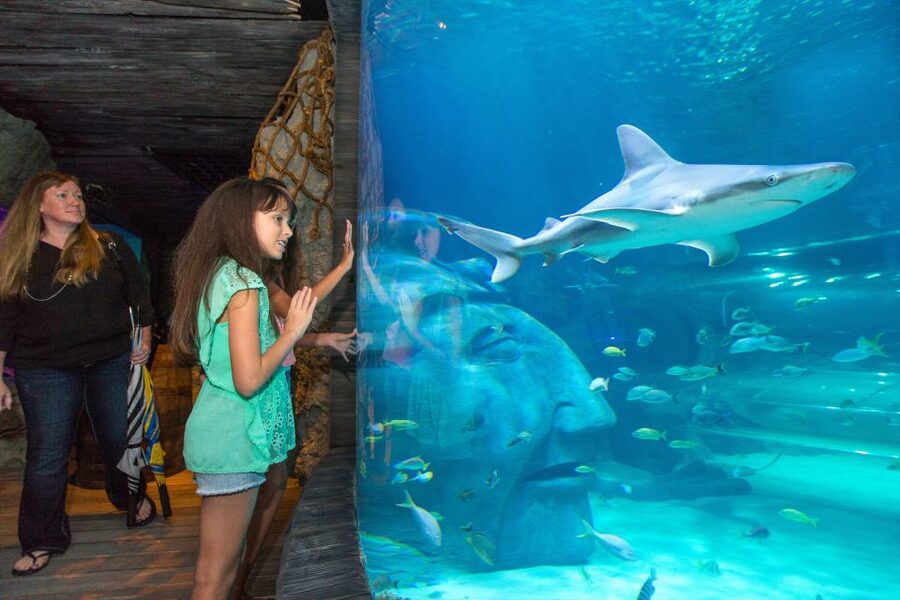 Manchester: SEA LIFE Entrance Ticket - Rocky Hideout Caves and Close-Up Animal Displays