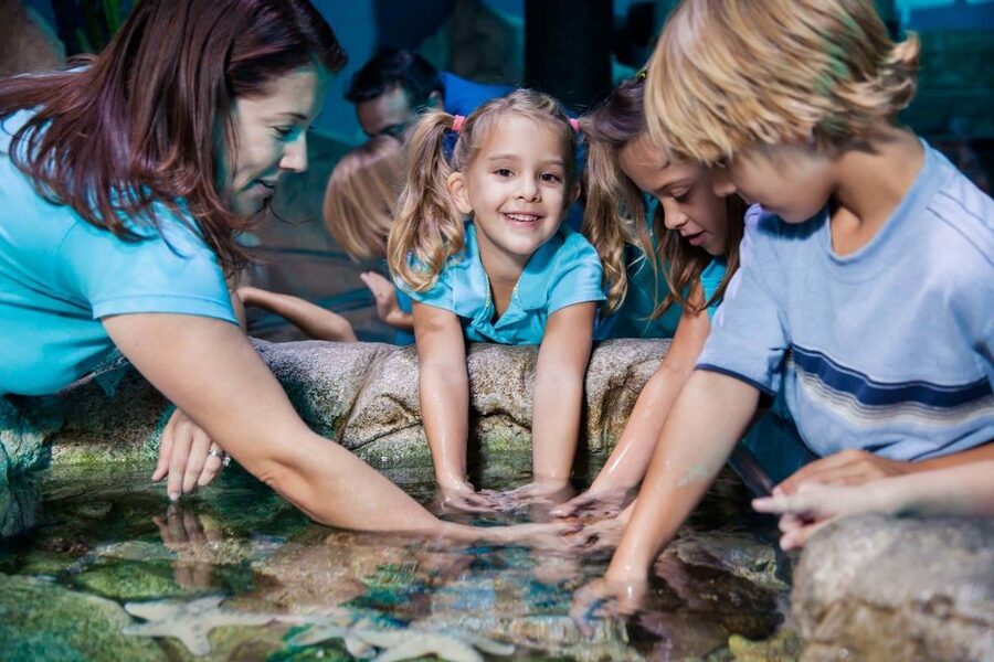 Manchester: SEA LIFE Entrance Ticket - Turtle Beach 3D: The Sea Turtle Life Cycle Explained Visually