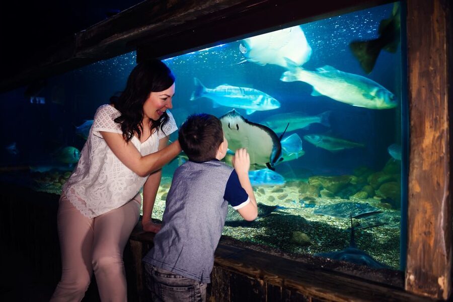 Manchester: SEA LIFE Entrance Ticket - Planning Your Route: A Smooth 1.5 to 2 Hour Visit