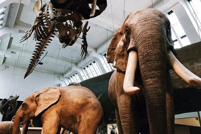 Natural History Museum London - Exclusive Guided Museum Tour - Practical Tips I’d Use Before You Book