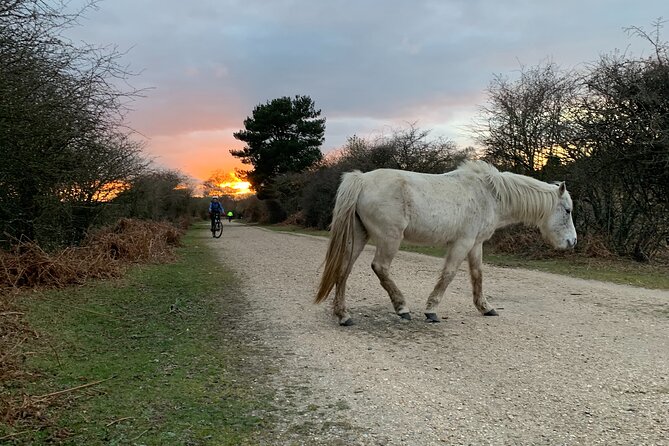 New Forest Sunset Bike Rides - From app to forest tracks: how route guidance keeps it fun