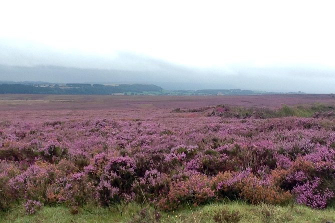 North York Moors and Whitby Day Tour from York - A Small-Group Day Built for First-Time Yorkshire Moors Fans