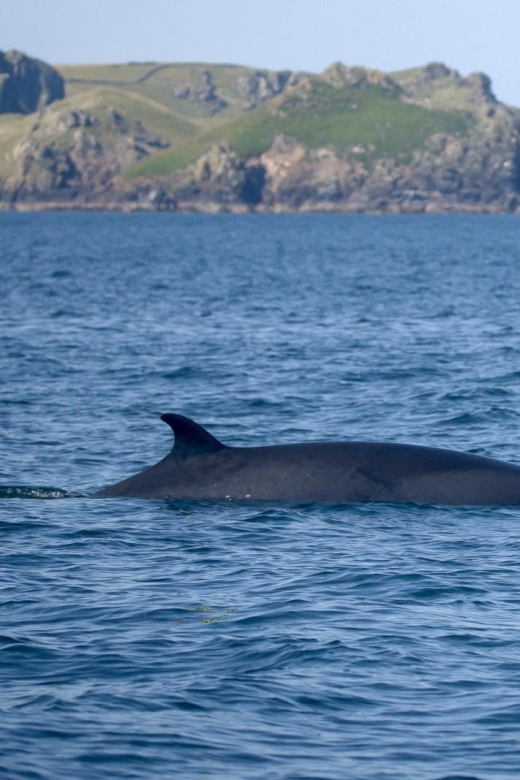 Padstow: Guided RIB Sealife Safari - Quick hits you will care about