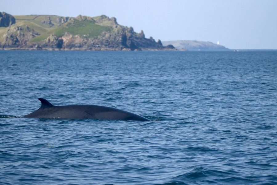 Padstow: Guided RIB Sealife Safari - Why this 2-hour RIB safari can be good value for $60