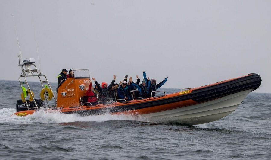 Padstow: Guided RIB Sealife Safari - How the crew searches: wildlife spotting that stays respectful