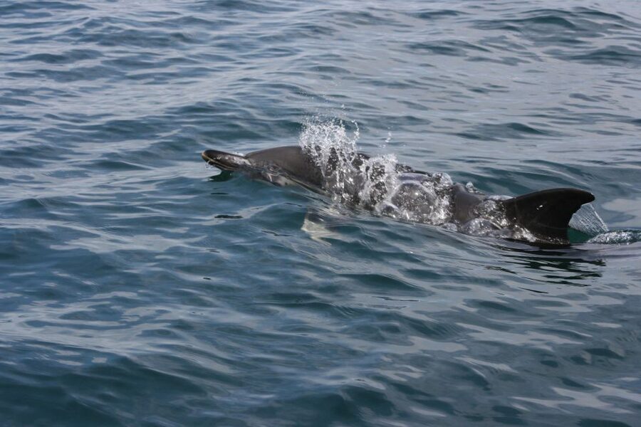 Padstow: Guided RIB Sealife Safari - What you might see: seals, dolphins, porpoises, whales, and seabirds