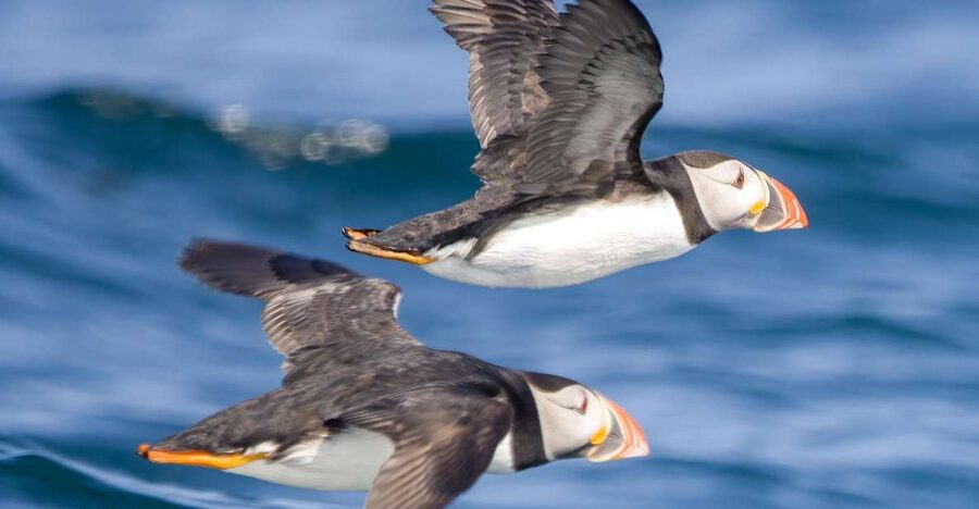 Padstow: Guided RIB Sealife Safari - Who should book, and who should skip it