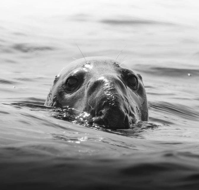 Penzance: Land's End Boat Tour with Wildlife Guides - Key things I’d watch for on this tour