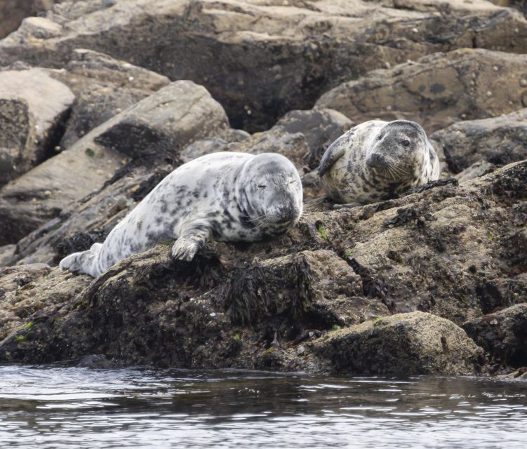 Penzance: Land's End Boat Tour with Wildlife Guides - Why This Penzance to Land’s End RIB Tour Feels Like a Cornish Safari