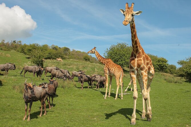 Port Lympne Day Ticket - Meet the Standout Animals Without the Overplanning