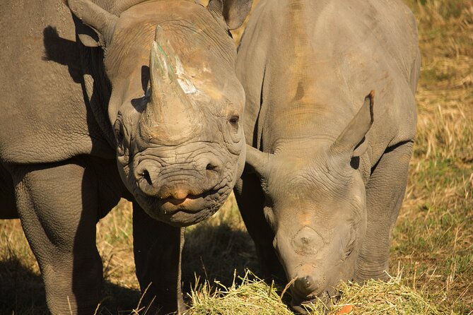 Port Lympne Day Ticket - Parking and Family Comfort: A Big Part of the Value