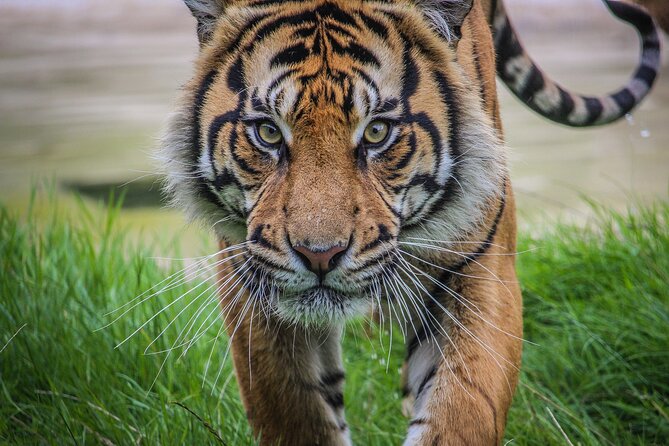 Port Lympne Day Ticket - Price, Value, and What You’re Really Paying For