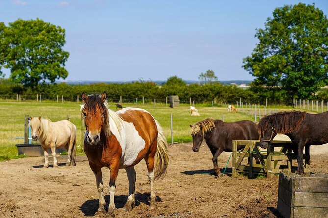 Private Miniature Horse Walking near Lincoln - Choosing Your Countryside Route, With Real Flexibility