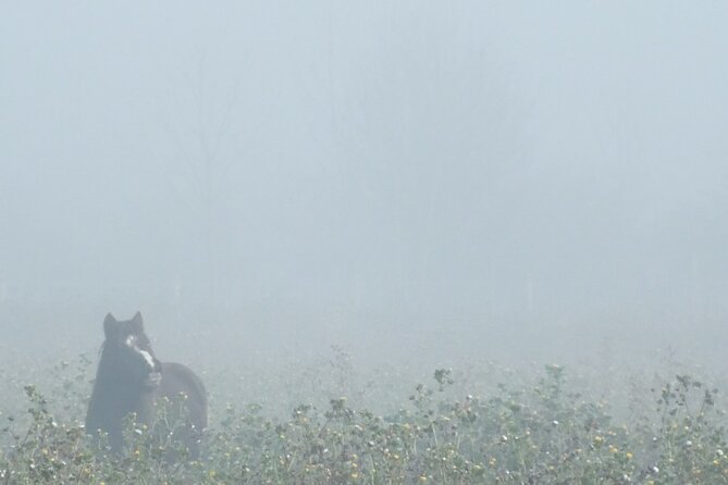 Private Miniature Horse Walking near Lincoln - The Bonus Animal Time on the Property
