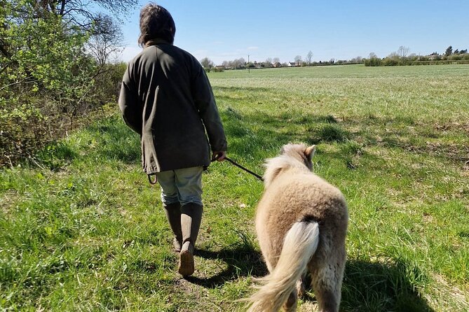 Private Miniature Horse Walking near Lincoln - Who This Is Best For (And Who Might Want Something Else)