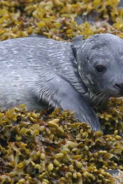 Scottish Highlands: Isle of Skye Glass-Bottom Boat Tour - Key Things That Make This Skye Boat Tour Worth Your Time