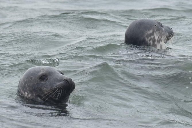 Scroby Sands Seal Watching - Seal Watching: How Close You’ll Actually Get