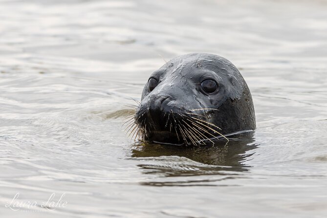 Scroby Sands Seal Watching - Views Beyond the Seals, Lowestoft to Corton