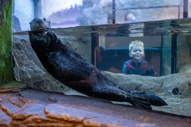 SEA LIFE Birmingham Admission Ticket - Key takeaways before you go