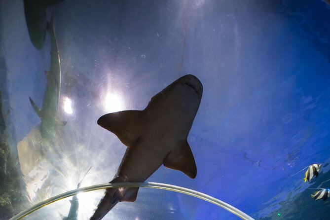 SEA LIFE Birmingham Admission Ticket - How long the visit really takes, and how to pace it